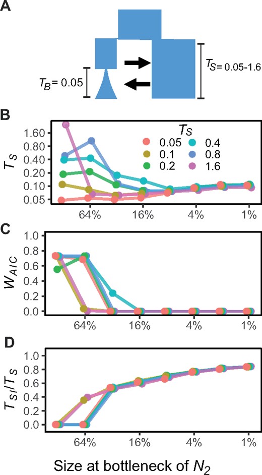 Effects of unmodeled bottlenecks in a daughter population on model choice and parameter estimates. Model choice and parameter estimates for the simple IM and SC models for simulations with TS=0.05−1.6 and recent bottlenecks of different strengths at time TB=0.05. Panel (A) shows the simulation model, panel (B) shows estimated time of divergence TS, panel (C) shows Akaike weights (WAIC) for the correct model (IM) and panel (D) shows the inferred time of strict isolation (TSI) as a proportion of total divergence time.