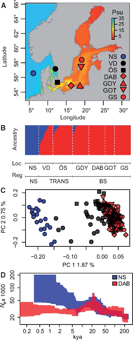 Sampling sites, genetic structure, and historical change in Ne of Scophthalmus maximus populations in the North Sea (blue) the transition zone (black) and Baltic Sea (red). (A) Sampling locations showing modeled bottom salinity of the Baltic Sea. (B) Individual ancestry reconstructed from fastSTRUCTURE. (C) PCA performed from genotype likelihoods of 9,063 biallelic SNPs, color, and population codes as per (A). (D) Changes in Ne across time inferred for a representative population from the North Sea (NS) and the Baltic Sea (DAB). Polygons represent 95% confidence intervals.