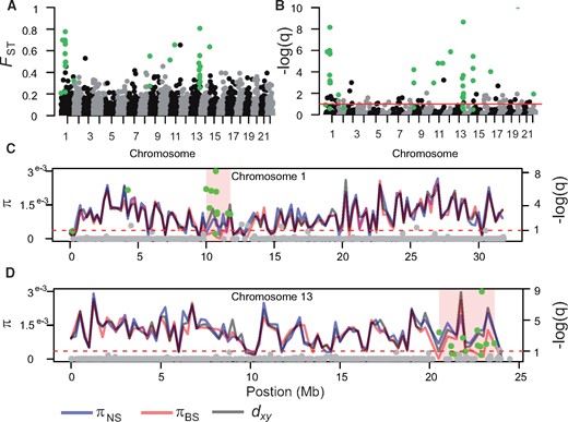 Genomic landscape of differentiation between North Sea and Baltic Sea turbots. (A) Per site FST from hard-called SNPs across the genome, SNPs significant in the HHM test are shown in green. (B) q-values (FDR) on a negative log scale from fastPCA genome scan for selection. The red line marks an FDR of 0.1, and green circles above this line denote SNPs which are significant based on an FDR threshold of 0.1 as well as based on results from the HHM test. (C) Patterns of genetic diversity across chromosome 1 calculated in non-overlapping windows of 250 kb. The red line represents π in the Baltic Sea, the blue line π in the North Sea, and the black line represents dxy. Dots along the chromosomes represent q-values (FDR) on a negative log scale from fastPCA genome scan for selection for each individual SNP, the dotted line demarks the 0.1 FDR and green dots represent significant outliers according to the HHM test. (D) same as (C) but for chromosome 13.