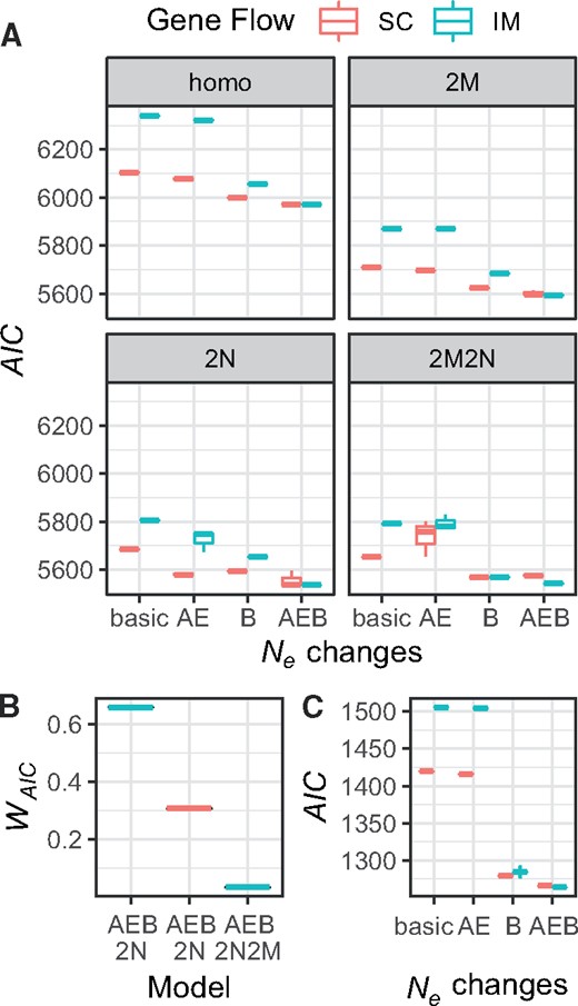 Results from the 32 models optimized for the Scophthalmus maximus data (A and B) and data simulated with similar parameters (C). (A) shows AIC from the best three replicates of SC (red boxplots) and IM (blue boxplots) models for any combination of ancestral expansion/bottleneck (AE, B, and AEB models). Top left panel (homo): homogenous gene flow and Ne. Panel 2M: heterogeneous migration rates across the genome. Panel 2N: heterogenous Ne across the genome. Panel 2M2N: heterogenous migration rates and Ne across the genome (B) WAIC of the three best models. (C) Results from simulations representing a scenario similar to the best inferred model (IM scenario with NAE=2×NANC and a bottleneck in population two at time TS to 4% of the current Ne).