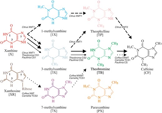 The xanthine alkaloid biosynthetic network in plants potentially includes 12 unique paths leading from XR and xanthine to caffeine. Ring nitrogen atoms are numbered on X and XR to show that the order in which N1, N3, and N7 are methylated differs between each pathway. Several of these appear to be utilized across angiosperms. Dotted arrows show the presumed pathway through which the majority of flux is achieved in Coffea using XMT-type enzymes and Camellia using CS-type enzymes. Dashed arrows show the presumed network utilized by Citrus which uses XMT-type enzymes. Solid thick and thin lines show the common pathway hypothesized for Paullinia and Theobroma, respectively, although the final step to CF from TB is unclear for the latter. Both Paullinia and Theobroma utilize CS-type enzymes to catalyze the reactions shown. Enzyme names are provided next to reactions they catalyze. Distinct structure colors are kept consistent with subsequent figures.