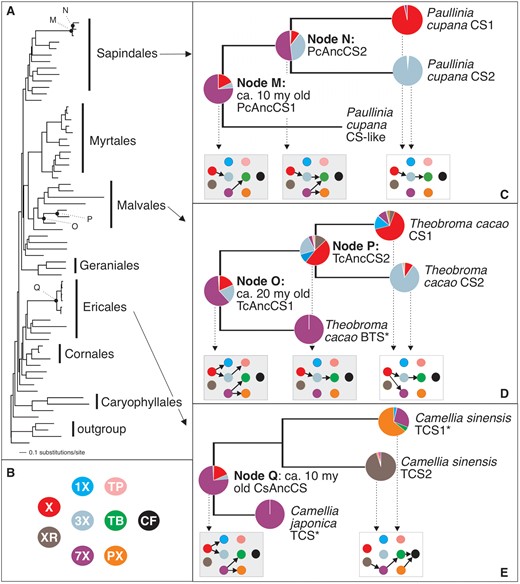 Substrate preferences of ancestral CS-type enzymes reveal the origins of modern-day enzyme activities. (A) Estimated CS gene tree (lnL = −19,220.31407) shows general relationships among sequences from divergent orders of angiosperms. Node labels are shown for reconstructed ancestral enzymes. (B) Xanthine alkaloid substrates tested with each CS enzyme are color-coded to represent structures shown in figure 1. X = xanthine, XR = xanthosine, 1X = 1-methylxanthine, 3X = 3-methylxanthine, 7X = 7-methylxanthine, TP = theophylline, TB = theobromine, PX = paraxanthine, CF = caffeine. (C) Ancestral Paullinia CS enzymes preferred to methylate 7X as shown by the pie charts at nodes M and N but ultimately evolved modern-day enzymes to sequentially methylate X and 3X and catalyze a complete pathway to TB. (D) Ancestral Theobroma CS enzyme at Node O preferred to methylate 7X. After duplication, preference for X evolved in the ancestral enzyme at Node P. From this enzyme, modern-day Theobroma CS enzymes evolved substrate preferences allowing for TB biosynthesis via sequential methylation of X and 3X. (E) Ancestral Camellia CS enzyme of Node Q also preferred to methylate 7X but later evolved divergent modern-day activities shown for C. sinensis TCS1 and TCS2. Inset boxes showing CF pathway network is shaded for ancestral enzymes. The pie charts of figure 2C–E represent mean relative activity with each substrate for the combined ancestral alleles at each node. Enzymes marked with “*” are taken from published studies from other laboratories.