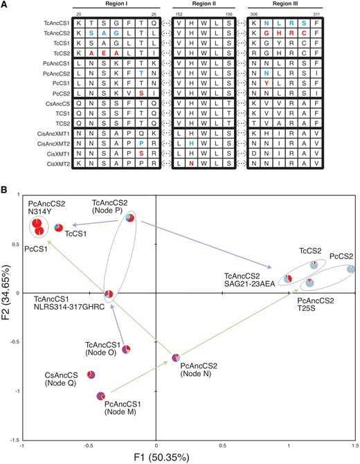 Ancestral CS enzymes experienced mutations to homologous regions and exhibited convergent changes in substrate preferences. (A) Alignments in Regions I and III of CS enzymes show that both were mutated in ancestral Theobroma and Paullinia enzymes, whereas only ancestral Citrus XMT (Huang et al. 2016) experienced substitution in Region II. Ancestral/derived amino acid states are shown in blue/red, respectively. (B) Correspondence analysis shows that ancient CS enzymes were similar and associate due to 7X methylation preference (node labels and substrate colors in pie charts taken from fig. 2C–E). From these ancestral activities, convergent modern-day enzyme substrate preferences evolved largely by mutations to common protein regions. It appears that mutations to Region I in PcAncCS2 and TcAncCS2 resulted in the convergent evolution of similar enzymes, PcCS2 and TcCS2, which associate due to preference to methylate 3X to form TB. Mutations to Region III of PcAncCS2 and TcAncCS1 resulted in increased relative preference for X to form 3X and ultimately contributed to the convergent evolution of PcCS1 and TcCS1. Arrows between enzyme coordinates represent the enzyme lineages shown in figure 2.