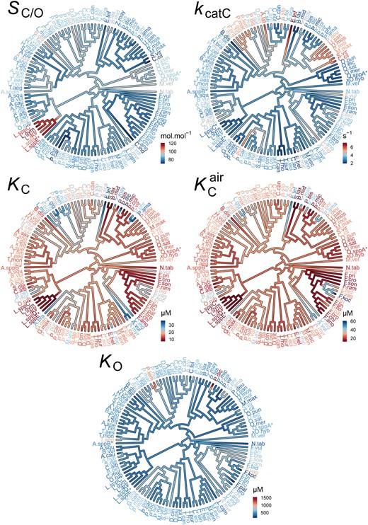 The evolution of rubisco kinetic traits in angiosperms. Phylogenetic tree of angiosperms showing the kinetic trait values in the rubiscos used in this data set and the inferred ancestral kinetic traits for internal branches on the tree. Scale bars for color schemes are presented next to each tree. Species names have been abbreviated for legibility and are provided in full in supplementary file 1, table S4, Supplementary Material online. SC/O: specificity. kcatC: carboxylase turnover per site. KC: the Michaelis constant for CO2. KCair the inferred Michaelis constant for CO2 in 20.95% O2 air.KO: the Michaelis constant for O2.