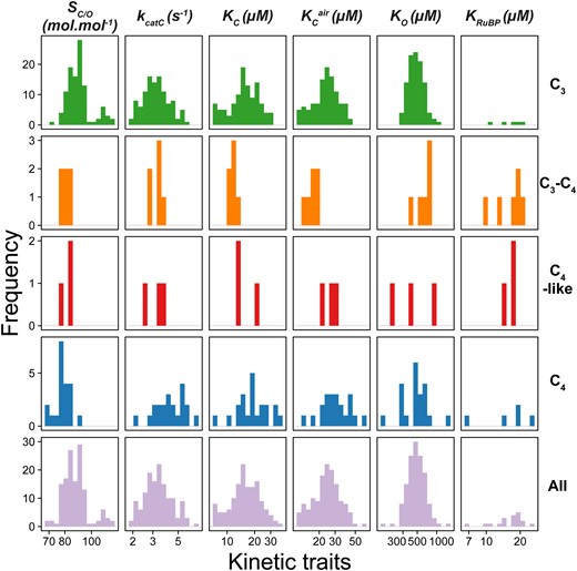 The distributions of values for rubisco kinetic traits in angiosperms. Species are grouped by their photosynthetic type (rows). SC/O: specificity. kcatC: carboxylase turnover per site. KC: the Michaelis constant for CO2. KCair the inferred Michaelis constant for CO2 in 20.95% O2 air.KO: the Michaelis constant for O2. KRuBP: the Michaelis constant for ribulose 1,5-bisphosphate. Plants have been classified as those which perform C3 photosynthesis (C3; n = 107), C4 photosynthesis (C4; n = 21), C3–C4 intermediates (C3–C4; n = 6), C4-like (C4-like; n = 3). The X axis for all plots is on a log scale, where respective units are shown in column labels. The raw data set used can be found in supplementary file 2, Supplementary Material online.