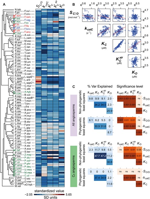 The correlations between rubisco kinetic traits in angiosperms. (A) Heatmap depicting the variation in kinetic traits across the species used in this study (± SD away from each respective kinetic trait mean). Species labels on the tree are color coded by photosynthetic type (C3: black, C3–C4 intermediates: red, C4-like: blue, and C4: green), and have been abbreviated for legibility (for full names refer to supplementary file 1, table S4, Supplementary Material online). (B) The relationships between all pairwise combinations of log transformed rubisco kinetic traits. (C) Pairwise correlation coefficients (percent variance explained) and associated P-values between rubisco kinetic traits assessed using non-phylogenetic least squares regression models or phylogenetic least squares regression models. Phylogenetic and non-phylogenetic least squares regressions were fit to both the complete set of angiosperms in the data set and the subset which perform C3 photosynthesis. Significance values are represented as α levels, where; α = 0.001 if P < 0.001, α = 0.01 if 0.001 < P < 0.01, α = 0.05 if 0.01 < P < 0.05, and α = ns if P > 0.05.