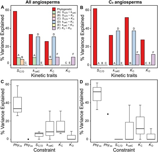 The constraints on rubisco kinetic adaptation in angiosperms. (A) The variation (%) in rubisco kinetic traits across angiosperms that can be explained by phylogenetic constraint and each catalytic trade-off. (B) As in (A) but for C3 angiosperms only. (C) Boxplot of all variation explained in each kinetic trait by kinetic trait correlations in comparison to variation explained by phylogeny in angiosperms. The phylogenetic constraints on the carboxylase-related traits PhyCX (includes PhySc/o, PhyKcatc, and PhyKc) and phylogenetic constraints on the oxygenase-related trait Phyox (includes PhyKo only) are presented separately. (D) As in (C) but for C3 angiosperms only.
