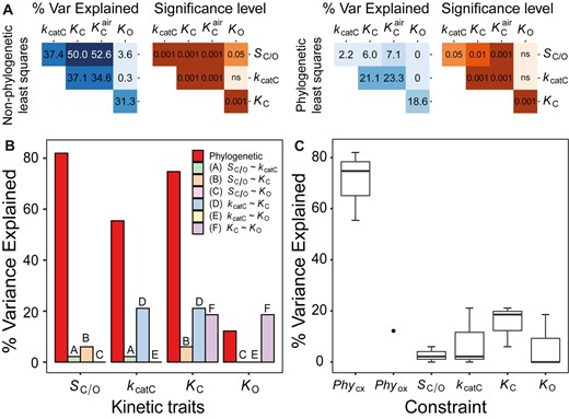 Kinetic and phylogenetic constraints on rubisco adaptation across all photosynthetic organisms. (A) Pairwise correlation coefficients (percent variance explained) and associated P-values between different rubisco kinetic traits assessed using non-phylogenetic least squares regression models or phylogenetic least squares regression models. Significance values are represented as α levels, where α = 0.001 if P < 0.001, α = 0.01 if 0.001 < P < 0.01, α = 0.05 if 0.01 < p < 0.05, and α = ns if P > 0.05. (B) The variation (%) in rubisco kinetic traits across all photosynthetic organisms that can be explained by phylogenetic constraint and each catalytic trade-off. (C) Boxplot of all variation explained in each kinetic trait by kinetic trait correlations in comparison to variation explained by phylogeny in all photosynthetic organisms. The phylogenetic constraints on the carboxylase-related traits PhyCX (includes PhySc/o, PhyKcatc, and PhyKc) and phylogenetic constraints on the oxygenase-related trait Phyox (includes PhyKo only) are presented separately.