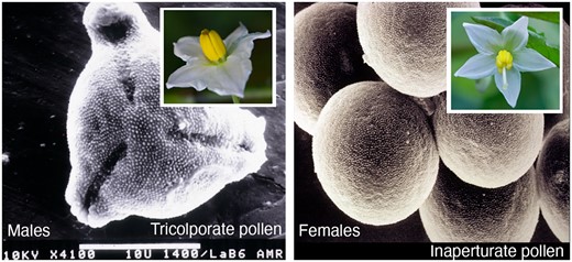 Pollen produced in male and female flowers of Solanum appendiculatum. On the left, male pollen is tricolporate, typical of the genus. On the right, inaperturate pollen produced by females is shown (lacking pores). Flowers of each sex are shown in the upper inset.