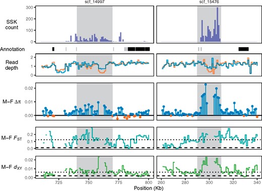 Two genomic scaffolds that contain windows enriched with male-specific sequences (shaded light gray areas). Top row: Sex-specific k-mer count histogram. Below, rectangles are annotated genes in each scaffold (black: expressed in floral tissue but with no differential expression between sexes; gray: no evidence of expression in floral tissue; none of these genes showed significant sex-biased expression). Second row: Normalized read depth in male (blue) and female samples (orange). Third row: Difference in heterozygosity level (π) between males and females. Positive values indicate higher sequence diversity in males. Fourth row: Relative divergence (FST) between males and females. Last row: Absolute sequence divergence (dXY) between males and females.