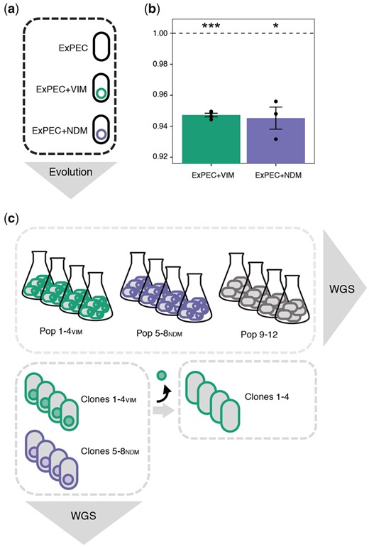 Fitness effect of plasmid acquisition and experimental procedures. (a) An ExPEC strain (black) acquired each of the two MDR plasmids pG06-VIM-1 (green; 53 kB; IncR; Di Luca et al. 2017) and pK71-77-1-NDM (purple; 145 kB; IncC; Gama et al. 2020) of clinical origin encoding the carbapenemases VIM-1 and NDM-1, respectively. (b) Initial fitness costs of newly transferred plasmids in strains ExPEC+VIM and ExPEC+NDM (n = 4 and 3, respectively). Significant plasmid costs are indicated by asterisks (P = * < 0.05, ** < 0.01, *** < 0.001; one-sample t-test, two-sided). Error bars indicate ±SEM. (c) Experimental evolution in absence of selective pressure (∼300 generations) resulted in plasmid-carrying (Pop 1–4VIM and Pop 5–8NDM) and plasmid-free (Pop 9–12) populations which were subjected to whole-genome sequencing (WGS). Representative clones per plasmid-carrying evolved population (Clones 1–4VIM and Clones 5–8NDM) were sequenced and segregants without evolved pG06-VIM-1 (filled green circle) were generated for subsequent competition experiments (Clones 1–4).