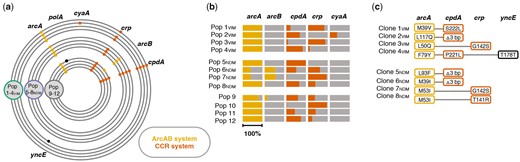 Identified mutations in the ArcAB (aerobic respiration control) and CCR (carbon catabolite repression) regulatory systems. (a) Chromosomal mutations after approximately 300 generations of experimental evolution. Plasmid-carrying (Pop 1–4VIM = green; Pop 5–8NDM = purple) and plasmid-free (Pop 9–12 = gray) populations had acquired chromosomal mutations in genes associated to the ArcAB (yellow) and CCR (orange) regulatory system. Black indicates otherwise mutated genes in single evolved populations. No point mutations were identified in plasmid sequences. See also supplementary section IIIa and supplementary table 4, Supplementary Material online. (b) Total frequency of all mutations targeting the same gene within single evolved populations for genes linked to ArcAB and CCR regulatory systems (entire bar length = 100%). (c) Chromosomal mutations identified in coevolved, plasmid-carrying, whole-genome sequenced Clones 1–4VIM and Clones 5–8NDM; “Δ3 bp” in cpdA = cpdA.Δ3.bp488-490.