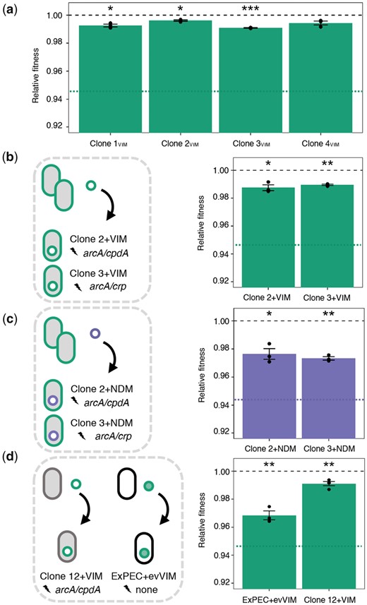 Fitness costs of evolved and ancestral plasmids in adapted backgrounds. (a) Relative fitness of coevolved pG06-VIM-1-carrying clones (n = 3). Fitness of the ancestral strain ExPEC+VIM is indicated by a dotted green line. (b) Fitness cost of ancestral pG06-VIM-1 reintroduced into coevolved Clone 2 and Clone 3. Fitness of ancestral strain ExPEC+VIM is indicated by a dotted green line. (c) Fitness cost of ancestral pK71-77-1-NDM introduced into coevolved Clone 2 and Clone 3 (n = 3). Fitness of the ancestral strain ExPEC+NDM is indicated by a dotted purple line. (d) Fitness cost of ancestral pG06-VIM-1 introduced into evolved Clone 12, and of evolved pG06-VIM-1 isolated from coevolved Clone2VIM introduced into ancestral strain ExPEC (n = 3–4). Significant plasmid costs are indicated by asterisks (P = * < 0.05, ** < 0.01, *** < 0.001; one-sample t-test, two-sided). Error bars indicate ±SEM.