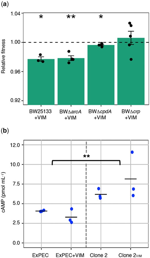 Effect of CCR and ArcAB systems mutations on plasmid cost and intracellular cAMP concentration. (a) Relative fitness of pG06-VIM-1 in parent strain BW25133 and deletion strains (n = 3–5). Significant plasmid costs are indicated by asterisks (P = * < 0.05, ** < 0.01, *** < 0.001; one-sample t-test, two-sided). Error bars indicate ±SEM. (b) Intracellular cAMP concentrations of ancestral strains (ExPEC and ExPEC+VIM; n = 6; left) and evolved strains (Clone 2 and Clone 2VIM carrying mutation cpdA.Δ3.bp488-490; n = 6; right) (two-way ANOVA; P = ** < 0.01; df = 3).