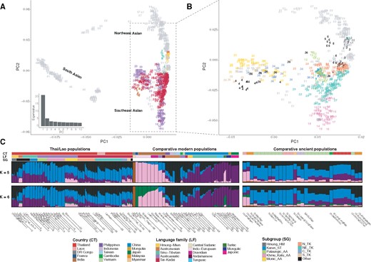 Population structure analyses. (A) Plot of PC1 versus PC2 for the SNP data for individuals from South Asia, Northeast Asia, and Southeast Asia. Individuals are numbered according to population, as indicated in supplementary table 1, Supplementary Material online and in the population labels in panel (C). Thai/Lao groups are colored by language family according to the key at the bottom of panel (C) while other groups are in gray (see supplementary fig. 3, Supplementary Material online for the same PC plot with all samples colored by country and by language family). The eigenvalues from PC1 to PC10 are shown on the bottom left side. (B) Plot focusing on Southeast Asian and Chinese populations speaking AA, AN, HM, ST, and TK languages, zoomed-in from (A). Thai/Lao groups are colored according to subgroup while other groups are in grey. (C) ADMIXTURE results for K = 5 and K = 6. Each individual is represented by a bar, which is partitioned into K colored segments that represent the individual’s estimated membership fractions in each of the K ancestry components. Populations are separated by black lines for modern populations and excavation sites and time periods are separated by black lines for ancient samples. The three colored bars at the top of the plot indicate the country (top), language family (middle), and subgroup (bottom) for each sample, according to the key at the bottom. The PCA analysis was performed on the pruned data set of 842 individuals and 153,191 SNPs, while the ADMIXTURE analysis was performed on the pruned data set of 895 individuals (including 10 Mbuti, 10 French, and 33 ancient individuals) and 158,772 SNPs; the highly drifted modern populations (Onge, Mlabri, and Mamanwa) and ancient samples were projected in ADMIXTURE analyses (see PCA with ancient samples projected in supplementary fig. 3, Supplementary Material online).