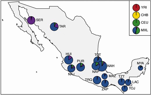 Average proportions of ancestry components inferred for the 15 Mexican indigenous groups included in the NMDP by means of ADMIXTURE unsupervised clustering analysis at K = 5. Evaluation of individual ancestry profiles was used to select subjects representative of the genomic background of their population of origin and showing predominant proportions of Native American ancestry. Individuals of African (YRI), East Asian (CHB), and European (CEU) ancestry, as well as admixed Mexican-American samples (MXL), were also included to quantify non-Native American genetic fractions observable in the indigenous genomes. SER showed a peculiar ancestry component whose high proportion was plausibly ascribable to strong genetic drift experienced due to prolonged isolation, as previously attested (Moreno-Estrada et al. 2014). Pie charts diameters are proportional to the sample sizes of the considered groups (details for each population, a full set of K tested and cross-validation errors are reported in supplementary table S1 and supplementary fig. S1, Supplementary Material online). The geographical map has been plotted using the R software (v.4.0.2).