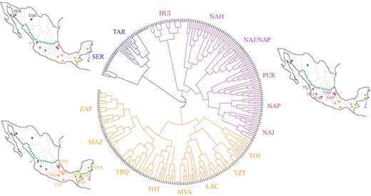Fine-STRUCTURE hierarchical clustering dendrogram based on haplotype sharing patterns observed among the considered Native Mexican groups and their geographical locations. Population clusters were defined by considering branches of the dendrogram that split with a posterior probability above 90%. Accordingly, the Northern Mexican Cluster included SER and TAR populations, the Central Mexican Cluster was made up of groups from Central West and Central East Mexico (i.e., HUI, NAH, NAJ, NAP, and PUR), while the Southern Mexican Cluster grouped populations from Southern Mexico (i.e., TRQ, MAZ, ZAP), South East Mexico (i.e., TOJ, TZT, LAC, MYA), and Central East Mexico (i.e., TOT). The dotted line in the geographical maps indicates the demarcation between Aridoamerican (northward) and Mesoamerican (southward) regions, which represent the main geographical and cultural areas of ancient Mexico and whose population clusters showed the greatest genetic differentiation according to Fst analyses. The geographical maps have been plotted using the R software (v.4.0.2).