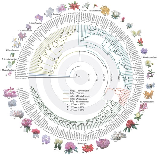 Phylogenetic relationships and divergence time estimates of Rhododendron based on the concatenated alignment of CDS sequences of 3,437 OGs. The 11 sections are noted above the branches and around the tree by numbers 1–11. Flower photographs are not to scale. The lowercase letters (a-ak) following the species names correspond to the photographs of these species around the tree. Geological time scales are shown as light-gray/white concentric rings.
