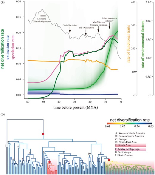 (a) Median rates of net diversification, extinction and speciation, and macroevolutionary rates of environmental factors and leaf functional traits. The unit of diversification is speciation events per million years; the rates of leaf functional traits are unitless. Global surface temperature changes (Zachos et al. 2001) are denoted by the dark gray curve, with several major geologic and climatic events (Hansen et al. 2013) noted by black arrows or box. Pal., Paleocene; Eoc., Eocene; Oli., Oligocene; Mio., Miocene; P., Pliocene; Q., Quaternary. (b) Phylogenetic distribution of net diversification rate shifts on the ultrametric tree from RelTime. The net diversification rates are shown on branches with colors from low (blue) to high (red) values. Red solid circles indicate diversification rate shifts. The 11 sections are noted by numbers 1–11 on branches and refer to figure 1.