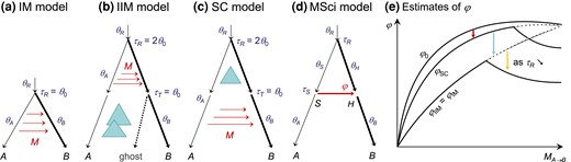 (a–c) Three MSC-M models for two species A and B used to generate data: IM (isolation with migration), IIM (isolation with initial migration), and SC (secondary contact). The IIM model is an instance of the MSC-M model with a ghost species at node T and with migration from species A to T (b). Similarly, the SC model (c) is a case of the MSC-M model with τT>0. Note that τT is the time when migration stopped in the IIM model and the time when migration started in the SC model. In the numerical calculations and in the simulations, we assumed the population size θ0=0.002 for the thin branches and θ1=0.01 for the thick branches, and the migration rate was MAB=0.2 migrants from A to B per generation. Note that in our setup, the time period of gene flow is Δτ=θ0 in all three models. (d) The introgression (MSci) model used to analyze the data. (e) A schematic summary of the estimate of the introgression probability (φ) in the MSci model (d) when the data are generated under the MSC-M models of a–c. The sudden drop in φ^ as MAB increases coincides with an underestimation of τR and overestimation of θR.
