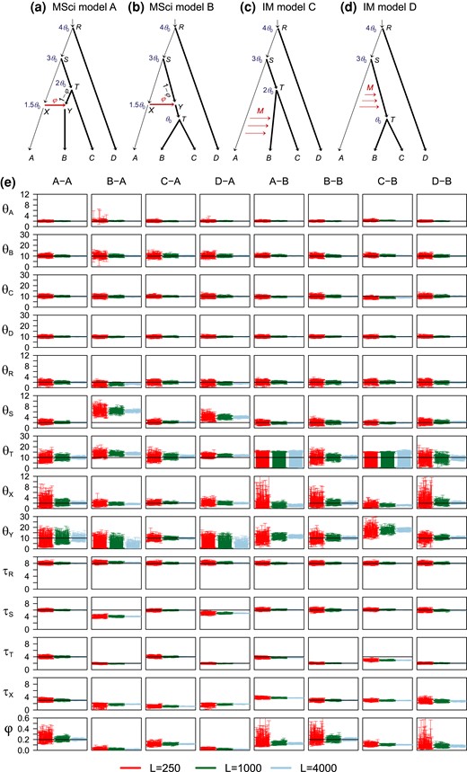 (a,b) Two introgression (MSci) models and (c,d) two migration (IM) models used in simulation. The thin branches have the population size θ0=0.002 and the thick branches have θ1=0.01. In MSci model A, the species divergence/introgression times are τR=4θ0, τS=3θ0, τT=2θ0, and τX=τY=1.5θ0. In MSci model B, τR=4θ0, τS=3θ0, τT=θ0, and τX=τY=1.5θ0. Introgression probability is φ=0.2. In the IM model C, τR=4θ0, τS=3θ0, and τT=2θ0, with migration occurring from species A to B over time period (0,τT) at the rate M=0.1 migrants per generation. In the IM model D, τR=4θ0, τS=3θ0, and τT=θ0, with migration from species A to ST over time period (τT,τS) at the rate M=0.1. (e) The 95% HPD CIs for parameters in 100 replicate datasets of L=250, 1,000, and 4,000 loci. Column labels refer to the simulation model followed by the analysis model; for example, “B-A” means that data were simulated under model B and analyzed under model A. The values of θ and τ parameters are multiplied by 103. Black solid line indicates the true value.