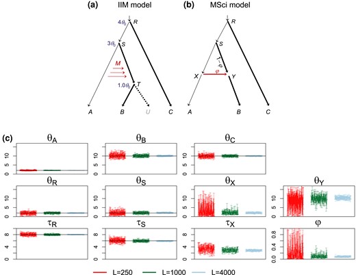 (a) An isolation-with-initial-migration (IIM) model used to simulate data. The parameter values used are θ0=0.002 for population sizes for the thin branches and θ1=0.01 for the thick branches, τR=4θ0,τS=3θ0,τT=θ0 for species divergence times. The number of sequences is S=4, with the sequence length n=500. The migration rate is M=0.1. (b) The MSci model used to analyze the data. (c) The 95% HPD CIs for parameters, with black lines indicating the true values. Estimates of θ and τ are multiplied by 103.