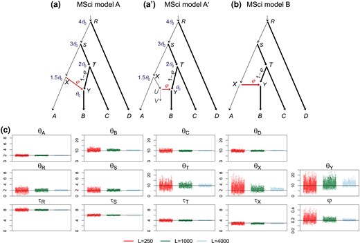 (a) MSci model A (fig. 1A in Flouri et al. 2020) assumes that τX>τY and τT>τY and can represent scenario (a′) in which species X split into two species (A and U), and species XUV contributed migrants into species TYB at time τY but has since become extinct. This model was used to simulate data, with θ0=0.002 for the thin branches and θ1=0.01 for the thick branches, τR=4θ0,τS=3θ0,τT=2θ0, τX=1.5θ0, and τY=θ0. The introgression probability is φ=0.2. The number of sequences is S=4, and the sequence length is n=500. (b) MSci model B (fig. 1B in Flouri et al. 2020) used to analyze the data, which incorrectly assumes τX=τY. (c) The 95% HPD CIs for parameters, with θs and τs multiplied by 103 and black solid line indicating the true value.