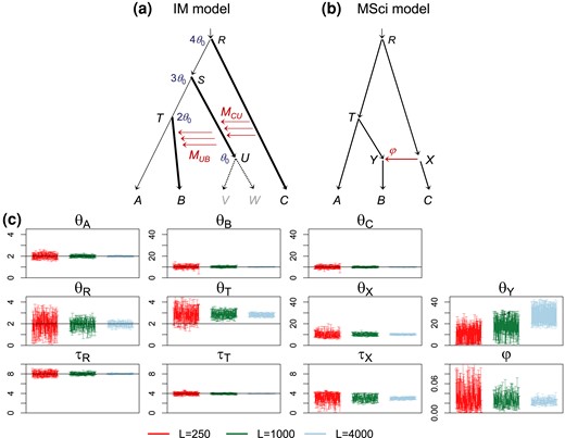 (a) Migration model involving ghost species for simulating data. The parameter values used are θ0=0.002 for the thin branches and θ1=0.01 for the thick branches, with the divergence times (τs) shown next to the internal nodes. The number of sequences is S=4, and the sequence length is n=500. The migration rates are MCU=MUB=0.2 migrants per generation. (b) MSci model used to analyze the data. (c) The 95% HPD CI for parameters, with θs and τs multiplied by 103, and with black solid lines indicating the true values.