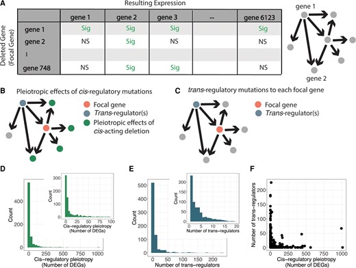 Identification of cis- and trans-regulatory mutations affecting expression of 748 focal genes in Saccharomyces cerevisiae. (A) Schematic shows a cartoon example of the perturbation network constructed from gene expression data in S. cerevisiae gene deletion mutants. Directed edges are drawn when a deleted gene (gene 1) causes a significant change in expression of another gene (gene 2, among others). In the sample matrix, “Sig” indicates a gene that was significantly differentially expressed in that gene deletion, and “NS” indicates a gene that was not significantly differentially expressed in that gene deletion. (B) A copy of the network schematic from figure 1A is shown illustrating the pleiotropic effects (green) of a cis-regulatory deletion for a gene considered as the focal gene (orange node). (C) A second copy of the network schematic from figure 1A showing the focal gene in orange and a trans-regulatory deletion influencing the expression of the focal gene in blue. (D) Histograms show the distribution of pleiotropic effects for cis-regulatory deletions, measured as the number of genes significantly differentially expressed upon deletion of the focal gene, for all focal genes. Inset histogram shows close-up of the x-axis ranging from 0 to 100 for better resolution of that portion of the data. (E) Histograms show the number of deletions that affect expression of each focal gene in trans (i.e., the number of trans-regulatory deletions for each focal gene). Inset histogram is a close-up of the larger histogram with the x-axis ranging from 0 to 20 for better resolution of that portion of the data. (F) The number of trans-regulatory deletions for each focal gene is plotted on the y-axis relative to the number of differentially expressed genes upon deletion of the focal gene on the x-axis.