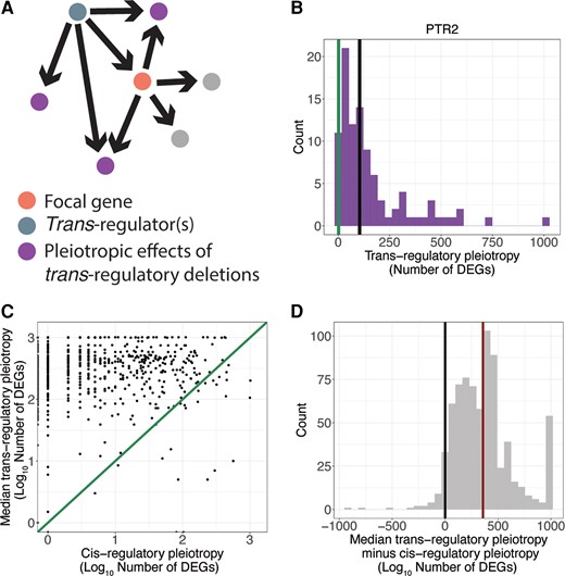 Cis-regulatory deletions are less pleiotropic than trans-regulatory deletions. (A) A copy of the schematic shown in figure 1A shows the pleiotropic effects (purple) of a trans-regulatory deletion (blue node) to the focal gene (orange node). The pleiotropic effects include all genes differentially expressed in the deletion of the trans-regulator, excluding the focal gene and the trans-regulator itself. Note that an arrow is shown from the trans-regulator to every gene whose expression was altered when the trans-regulator was deleted. Consequently, the two gray dots connected to the focal gene shown in pink did not show a change in expression in the trans-regulatory deletion of the focal gene shown in blue, and are not considered pleiotropic effects of the trans-regulatory deletion. (B) The number of differentially expressed genes in the deletion of PTR2 (pleiotropy of its cis-regulatory deletion, green line) is smaller than the median (black line) number of differentially expressed genes for all trans-regulatory deletions to PTR2 (histogram). (C) For all focal genes, the log10 median pleiotropy of all deletions that act in trans to that gene is plotted on the y-axis and the log10 pleiotropy of the deletion that acts in cis to that gene is plotted on the x-axis. An x = y line is shown. (D) A histogram of differences between cis-regulatory pleiotropy and the median trans-regulatory pleiotropy for all focal genes included in the study is shown. The median difference (red line) is significantly greater than zero (black line) (P-value = 3 × 10−165, one-sided t-test).