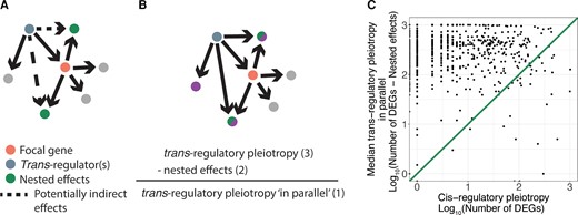 Nested effects do not explain the greater pleiotropy of trans-regulatory deletions relative to cis-regulatory deletions. (A) A copy of the schematic from figure 1A shows the effects of the trans-regulatory deletion (blue node) that may be due to indirect effects via a change in the expression of the focal gene (orange node). Recall that an arrow is shown from the trans-regulator to every gene whose expression was altered when the trans-regulator was deleted. Consequently, the two gray dots connected to the focal gene shown in pink in (A) did not show a change in expression in the trans-regulatory deletion of the focal gene shown in blue and were thus not part of the nested effects observed. (B) A copy of the schematic from figure 1A shows how nested effects were subtracted from the pleiotropic effects of the trans-regulators to estimate pleiotropic effects of trans-regulators that occur in parallel to the focal gene. (C) The median pleiotropic effects of trans-regulators occurring in parallel to the focal gene, calculated as the number of differentially expressed genes in the trans-regulatory deletion minus any nested effects, is plotted on the y-axis relative to the total pleiotropic effects of the cis-regulatory deletion plotted on the x-axis. An x = y line is shown.