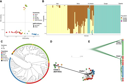 Global population structure of Cryptosporidium hominis isolates illustrating their substructing and diversification. (A) PCA of isolates based on the filtered set of whole-genome SNPs, highlighting three clusters of isolates which are predominately based on continents of origin. Isolates were color coded with their continent of origin. Isolates associated with gp60 subtype IbA10G2 were represented with solid circles while non-IbA10G2 with solid triangles. (B) Structure plot illustrating population genetic ancestry and the admixed nature of the C. hominis isolates. The plot was obtained for an optimum value of K = 4. The black arrow (bottom) indicates the highly admixed isolate (UK_UKH4), which includes all four ancestries. (C) Maximum likelihood-based phylogenetic tree. (D) Splitstree and (E) Densitree are also demonstrating two major clades. Cryptosporidium hominis hominis (clade 1) includes isolates associated with other gp60 subtypes, whereas Cryptosporidium hominis aquapotentis (clade 2) includes isolates associated with gp60 subtype IbA10G2.