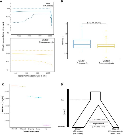 Demographic histories and population size and secondary contact between Cryptosporidium hominis hominis (clade 1) and Cryptosporidium hominis aquapotentis (clade 2). (A) BSPs depicting change in Ne (effective population size) through time, for both the clades. The central dark line and the upper and lower dashed lines on Y-axis are mean estimates and 95% HPD intervals of Ne, respectively. X-axis is time in years, running backwards. (B) Boxplot showing significant difference (two-sided t-test) in Tajima’s D values between C. h. hominis (clade 1) and C. h. aquapotentis (clade 2). (C) Higher likelihood (log10) for “recent gene flow” model. Comparing likelihood distributions of gene flow models and observed significant difference (one-way ANOVA test, F = 2629761, df = 4, P value < 2 × 10−16). Further, post hoc Tukey–HSD test revealed difference in likelihood between all the models (P value < 1 × 10−16). (D) Graphical representation of demographic history of C. hominis, illustrating recent secondary contact and migration rates between the two clades (mean ± SE).