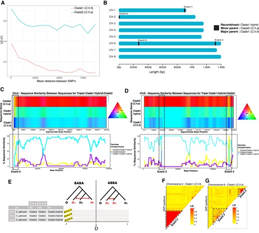 Analyses of recombination and gene flow between Cryptosporidium hominis hominis (clade 1) and Cryptosporidium hominis aquapotentis (clade 2). (A) LD decay plot showing rapid decay of linkage between SNPs in C. h. hominis (clade 1) compared with C. h. aquapotentis (clade 2). (B) Graphical representation of recombinant breakpoint positions detected by RDP4 program between C. h. hominis (clade 1) and C. h. aquapotentis (clade 2). (C,D) HybridCheck plots representing genomic signature of introgression in chromosomes 2 and 6, respectively. Analysis for chromosome 1 was excluded due to unknown parental sequences. The plots were generated for random set of triplets that includes recombinant (hybrid), minor (donor) and major (recipient) parental sequence, as detected by RDP4 program. Introgressed blocks (recombinant breakpoints) were illustrated with dashed boxes, showing high similarity between the recombinant (C. h. hominis hybrid isolates) and minor parent (C. h. aquapotentis isolates). The top panel illustrates the visualization of sequence similarity between sequences within the triplet, using RBG color triangle. The two sequences are colored same (yellow, purple, or turquoise) if they share polymorphism. (E) Gene flow analyses with ABBA–BABA test, representing D statistics for the random sets of triplets (as used in c,d) along with Cryptosporidium parvum as an outgroup. D statistic values close to −1 at all three recombinant events, suggesting gene flow between H1 and H3. (f,g) Pairwise LD of SNPs in chromosomes 2 and 6 of C. h. hominis showing red blocks of high linkage between SNPs in introgressed events 2–4.