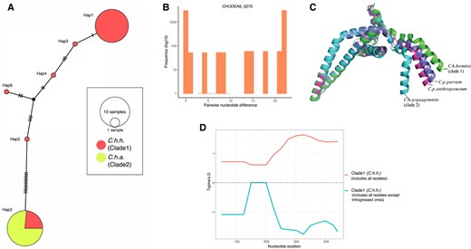 Illustrating diversifying selection between Cryptosporidium hominis subspecies and host adaptation at CHUDEA6_5270 (hypothetical gene). (A) Haplotype network analyses illustrating haplotype diversification between Cryptosporidium hominis hominis (clade 1) and Cryptosporidium hominis aquapotentis (clade 2). (B) Pairwise nucleotide divergence shows bimodal distribution, which, theoretically, can be explained both by balancing selection (Lighten et al. 2017), as well as by genetic introgression. (C) Comparison of predicted models of protein structure of CHUDEA6_5270 gene between Cryptosporidium species and subtypes demonstrates variation towards C-terminal region. (D) Introgressed isolates driving balancing selection at gene CHUDEA6_5270 in C. h. hominis. Red line represents balancing selection (positive Tajima’s D) in C. h. hominis that also includes introgressed isolates. Blue line represents purifying selection (negative Tajima’s D) in C. h. hominis after excluding introgressed isolates.