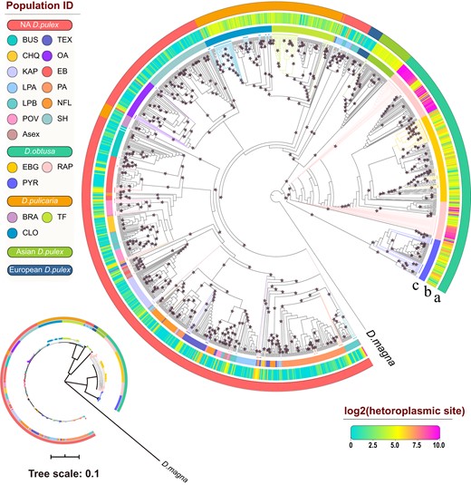 Mitochondrial phylogeny of the D. pulex, D. pulicaria, and D. obtusa clones based on maximum-likelihood analysis of the full-length mitochondrial sequences. Daphnia magna was used as an outgroup. Clones with two haplotypes are phased using allele frequencies, that is, assigning all major alleles to one haplotype, and all minor alleles to the other. Haplotypes constructed from minor alleles are marked by colored branches and solid circles at the tip of the corresponding branches. Arc (a) shows the color-coded species, with species name listed on the left panel; Arc (b) indicates the density of the heteroplasmic sites within each clone; Arc (c) shows the color-coded populations within each species. Stars indicate bootstrap values >75%. Inset on the bottom left shows the branch length of the major clades.