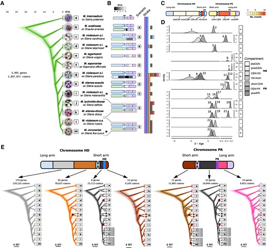 Timetrees and rearrangement scenarios of recombination suppression events in the Microbotryum genus. (A) Densitree plot of 1,000 randomly sampled trees with the best posterior probabilities based on the concatenation of single-copy autosomal genes (green traces). Tips are labeled with scientific names of Microbotryum fungi and of their hosts. Boxed letters serve as a guide for species labels in panels D and E. Asterisks indicate the species whose genomes are reported here for the first time. Photos of diseased flowers by M.E. Hood. (B) Rearrangement scenarios as cartoons and presence of evolutionary strata across the phylogenetic tree (vertical-colored bars). Extant recombining regions in mating-type chromosomes are colored in blue or purple when corresponding to the ancestral HD or PR chromosome, respectively. Nonrecombining regions are colored according to the linear gradient displayed at the top in millions of years since the onset of recombination suppression. Pale green chromosomes are autosomes derived from the fission of the long arm of the ancestral HD chromosome or the short arm of the ancestral PR chromosome. (C) Diagram of ancestral mating-type chromosomes showing the different regions involved in recombination suppression events. Regions are colored according to the number of independent suppression of recombination events in which these have been involved (gradient at the right). distCEN, distal region to the HD centromere on the long arm; proxiCEN, proximal region to the HD centromere on the long arm; CEN:HD, region between the centromere and the HD locus; HD:short, region between the HD locus and the short arm telomere; short:CEN, short arm of the PR chromosome; CEN:PR, region between the centromere and the PR locus; proxiPR, region proximal to the PR locus towards the long arm telomere. (D) Density distributions of date estimates for recombination suppression events. Note that the range between 0 and 0.2 Ma is expanded. The 22 timepoints used for studying the tempo of degeneration are numbered on the plots. (E) Densitree plots for the different regions involved in recombination suppression events. For each region the number of genes indicated in the insets were concatenated to reconstruct 107 ultrametric trees, from which 1,000 randomly sampled trees among the 7.5 × 106 with best posterior probabilities are plotted. Trees are colored according to the named strata in Microbotryum violaceum paradoxa (Fig. 2F). Shadowed clades show trans- specific polymorphism (i.e., alleles clustered by matingtype rather than by species). The species M. v. paradoxa (g) branches differently in the short arm of the PR chromosome and the PR:CEN regions than in the species tree. Note that the tree based on the short arm of the PR chromosome has two alternative topologies. Large dots on internal nodes correspond to the suppression of recombination events (colored red for those first described here). Symbols at the tips correspond to the alternate matingtypes and they are colored according to the focal stratum.