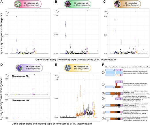 Allelic divergence analysis between mating-type chromosomes for the newly sequenced species and evolution of the mating-type chromosomes in Microbotryum violaceum paradoxa. For each species (A) Microbotryum violaceum tatarinowii; (B) Microbotryum violaceum melanantha; (C) Microbotryum coronariae; (D) Microbotryum intermedium; and (E) Microbotryum violaceum paradoxa, we show the synonymous divergence calculated between alternative mating types and plotted along the M. intermedium mating-type chromosome gene order. Zero dS values between mating-type chromosomes indicate recombination in these selfing species and the level of dS between mating-type chromosomes increases with time since recombination suppression. Different evolutionary strata, that is, different steps extending recombination suppression, are indicated by different colors. Divergence between the a1 and a2 PR alleles was too extensive for dS to be calculated (depicted as “Un” for unalignable). The different strata were delimited based on their presence in the various species across the phylogenetic tree (Figs. 1A and B) and their level of trans-specific polymorphism (Fig. 1E). (E) Scenario of the mating-type chromosome evolution in M. v. paradoxa.