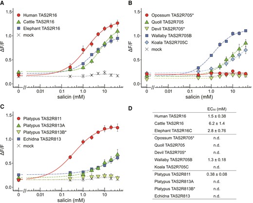 Dose-dependent responses to salicin in various mammalian TAS2Rs. HEK293T cells expressing (A) TAS2R16, (B) TAS2R705, (C) TAS2R811, TAS2R813A, and TAS2R813B in platypus and TAS2R813 in echidna with Gα16/gust44 were stimulated with increasing concentrations of salicin. Cells transfected with the empty pEAK10 vector served as negative controls (mock). Changes in fluorescence (ΔF/F) are plotted (mean ± SEM, n = 3–5). * indicate no response within tested concentrations (Dunnett’s test, P < 0.01). EC50 values of TAS2Rs are presented in (D). n.d. indicates that EC50 values were not determined due to not well saturation of responses within tested concentrations.
