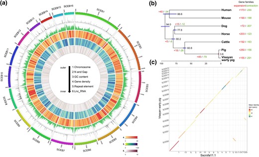 Overview of the assembly characteristics of the Visayan warty pig genome. (a) Circular diagram depicting the characteristics of the Visayan warty pig genome. The tracks from outer to inner circles are indicated in the legend (density of coding gene are shown in track 4). (b) Divergence times and history of orthologous gene families. Numbers on the nodes represent divergence times, with the error range shown in blue bar. The numbers of gene families that expanded (red) or contracted (green) in each lineage after speciation are shown on the corresponding branch. (c) Whole-genome alignment between Visayan warty pig and Duroc pig (Sscrofa11.1).