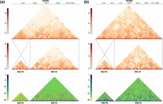 Chromosome interactions in homologous chromosome pairs. Hi-C contact map of (a) SCEB1 and (b) SCEB3, with signal scale displayed at the left. The units are the chromosomal interaction number on a Log10 scale. Dash lines highlight the homologous region between Visayan warty pig (top panel) and Duroc pig (middle panel). The darker color in the Hi-C contact map represents higher contact frequency. Bottom panel shows cross-species Hi-C contact frequency states identified by Phylo-HMRF. The darker color represents less conserve state between two species.