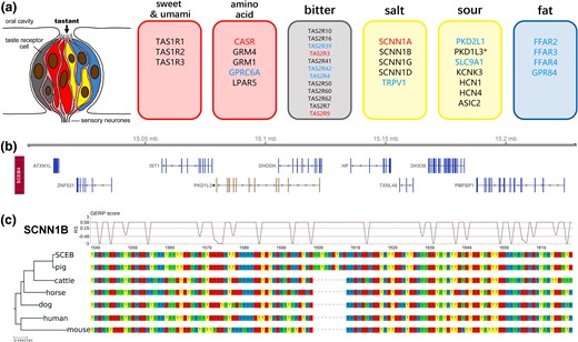 Genomic features related to taste transduction. (a) Diagram of the taste bud cell and related taste receptor genes. The red font indicates higher selection pressure present in Duroc pig than Visayan warty pig. The blue font indicates higher selection pressure present in Visayan warty pig than Duroc pig. Black Asterisk indicates a putative pseudogene. (b) Genome track for Visayan warty pig. PKD1L3 is nested with DHODH. Functional genes are shown in blue, whereas the putative pseudogene is shown in brown. (c) Multispecies DNA alignment of SCNN1B, showing the region with Sus genus-specific insertion. GERP scores are shown on top of the alignment. Dashed lines represent upper quartile, average, and lower quartile, respectively.