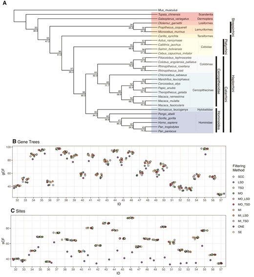 Gene (gCF) and site (sCF) concordance factors among primate data sets using ML gene trees (MIN27). (A) Primate phylogeny from ASTRAL-III using the ML gene trees (all input data sets give the same topology). Nodes show Node ID: gCF values from the SCC data set. (B) Distribution of gCF values across data sets. (C) Distribution of sCF values across data sets. Node IDs correspond to the numbers displayed on the tree in A. SCC, single-copy clusters; LSD, lineage-specific duplicates; TSD, two-species duplicates; MO, monophyletic outgroup; MI, maximum inclusion; SE, subtree extraction; ONE, one paralogs.
