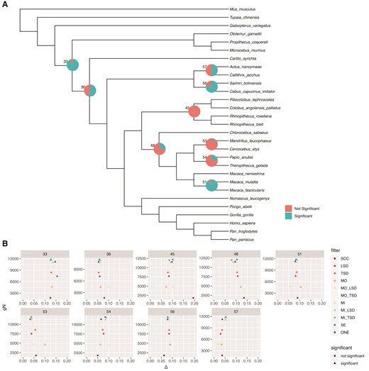 Results of introgression tests on primate MIN27 ML gene trees. (A) Pie charts are shown for branches with any significant introgression tests. Numbers are node numbers. (B) For all branches with some significant tests, we show the number of informative genes versus Δ. Observations are colored by filtering method, and shapes indicate whether a particular test was significant. SCC, single-copy clusters; LSD, lineage-specific duplicates; TSD, two-species duplicates; MO, monophyletic outgroup; MI, maximum inclusion; SE, subtree extraction; ONE, one paralogs.