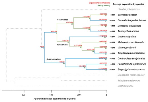 Gene family size evolution in arachnids showing gene loss in Demodex. Numbers show how many gene families have expanded (+) and contracted (–; red), number of rapidly evolving families (dark green; P < 0.05), and average expansion by species (black). Branches are highlighted to show those with net contractions (light green) and expansions (light blue). Alternative IQtree topologies have been explored, supplementary figure SI 7, Supplementary Material online. The color indicates the number of genes annotated with each term.