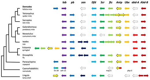 The canonical order of Hox genes has only been breached in very few cases for bilateral animals. Demodex, Paracyclopina, and nematodes position pb upstream of lab. Folsomia and Lingula have central Hox genes in front of the anterior Hox genes, and a sea urchin has central Hox genes at the most posterior position. Punctuated outlines indicate loss of genes, whereas empty spaces suggest relocation of genes. The mite Aculops lycopersici shows the canonical order with no duplications. Abbreviations: lab: labia, Hox1l; pb: proboscipedia, Hox2; zen: zerknüllt or zerknüllt-2, Hox3; Dfd: Deformed, Hox4; Scr: Sex combs reduced, Hox5; ftz: fushi tarazu, Hox6; Antp: Antennapedia; Ubx: Ultrabithorax; abdA: Abdominal-A; AbdB: Abdominal-B; Demodex: D. folliculorum (Acariformes); Tetranychus: T. urticae (Acariformes); Galendromus: G. occidentalis (Parasitiformes); Neoseiulus: N. cucumeris (Parasitiformes); Ixodes: I. scapularis (Parasitiformes); Folsomia: F. candida (Entognatha), Drosophila: D. melanogaster (Insecta); Paracyclopina: P. nana (Crustacea); Caenorhabditis: C. elegans (Nematoda); Lingula: L. anatina (Brachiopoda).