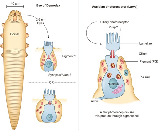 Schemata comparing Demodex eye with the basic photoreceptor of ascidians. Left panel: dorsal localization of the eyes (supracoxal spines) on a mite specimen, at its anterior end, and proposed morphology of the photosensitive organs. Right panel: schema of the ascidian photosensitive organs, adapted from Lamb (2013).