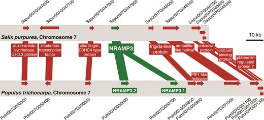 Gene collinearity between Salix purpurea and Populus trichocarpa genomes is maintained in the area surrounding NRAMP3 locus which is specifically duplicated in poplars. Schematic representation of the genomic sequence around NRAMP3 loci in P. trichocarpa and S. purpurea. Gene collinearity and poplar-specific NRAMP3 duplication are supported by dot-plots analysis performed with S. purpurea and P. trichocarpa genomic sequences surrounding NRAMP3 loci (supplementary fig. S2, Supplementary Material online).