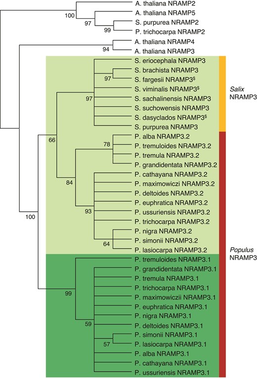 Phylogenetic tree of NRAMP3 homologues in Populus and Salix species. Arabidopsis thaliana NRAMP2 (AT1G47240.1), NRAMP3 (AT2G23150.1), NRAMP4 (AT5G67330.1), and NRAMP5 (AT4G18790 .1) as well as P. trichocarpa NRAMP2 (Potri002G121000.1) and S. purpurea NRAMP2 (Sapur.002G098200.1) are shown as an outgroup. The other protein sequences used for this tree are listed in supplementary data S3, Supplementary Material online. “$” indicates incomplete protein sequences. Phylogenetic analyses were conducted as described in Materials and methods.