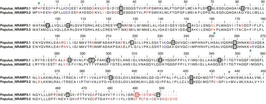 Alignment of the consensus sequences of Populus NRAMP3.1 and NRAMP3.2. The consensus sequences were determined from the NRAMP alignments shown in supplementary figure S3, Supplementary Material online. Asterisk indicates less than 90% of conservation within Populus NRAMP3.1 or NRAMP3.2 cluster. Identical, similar, and different residues between the two consensus sequences are indicated in black, blue, and red, respectively. Frames indicate residues under purifying selection and green arrows indicate positive selection in either Populus NRAMP3.1 or NRAMP3.2 cluster according to the FEL method (P < 0.05). Note that NRAMP3.1 sequences contain an insertion of residue at position 4, leading to a gap (–) in NRAMP3.2 sequences.